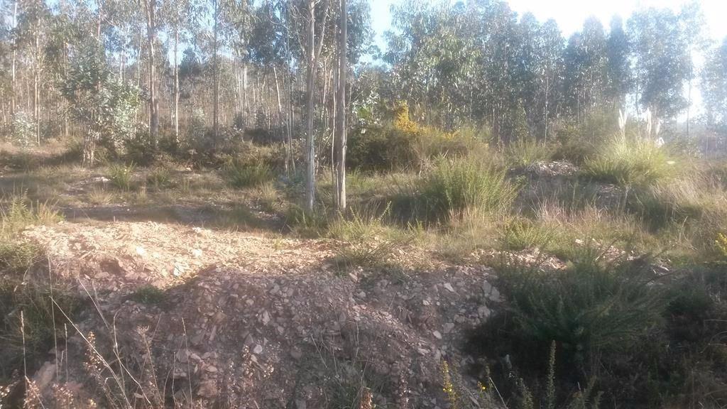 Terreno com 8.000 m² | São Romão Do Coronado, Trofa