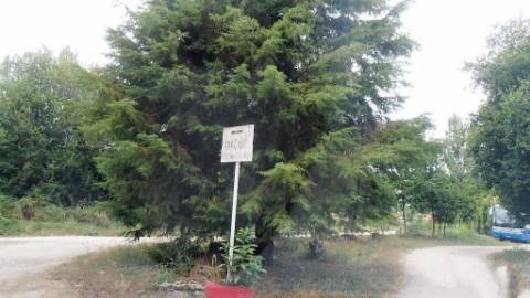 Terreno Rústico  Venda em Vila Boa de Quires e Maureles,Marco de Canaveses