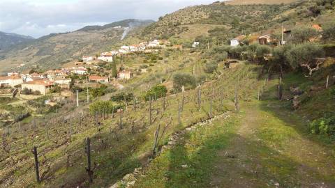 Lote de Terreno  Venda em Castanheiro do Norte e Ribalonga,Carrazeda de Ansiães