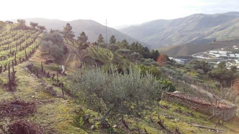 Lote de Terreno  Venda em Castanheiro do Norte e Ribalonga,Carrazeda de Ansiães