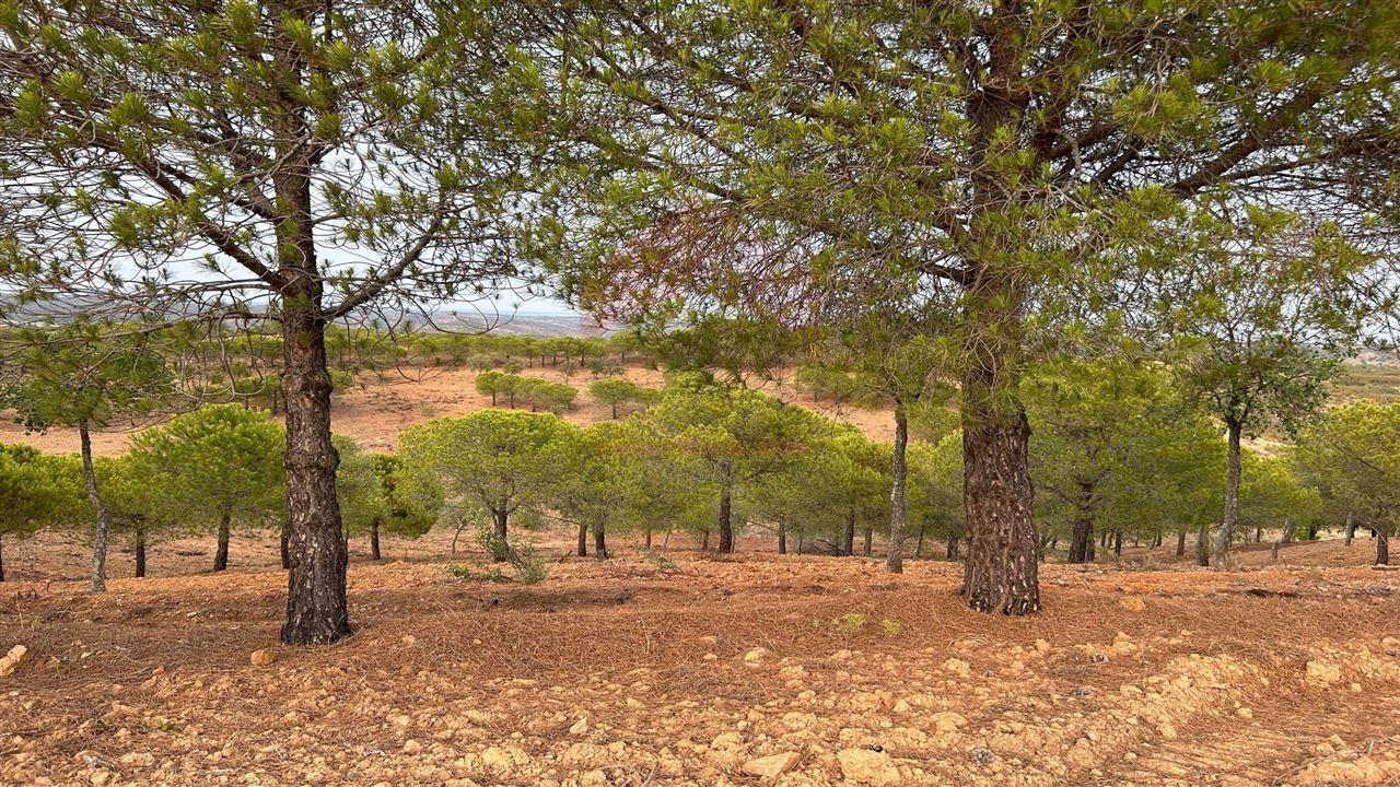 Terreno Rústico, Castro Marim, Azinhal