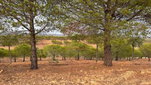 Terreno Rústico, Castro Marim, Azinhal