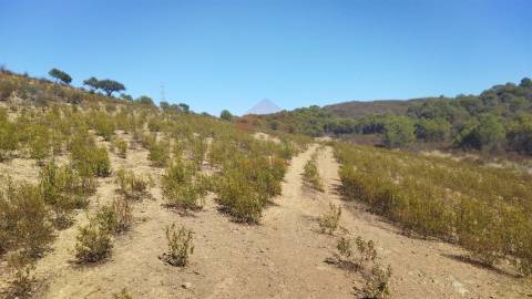 Terreno Rústico  Venda em Alcoutim e Pereiro,Alcoutim