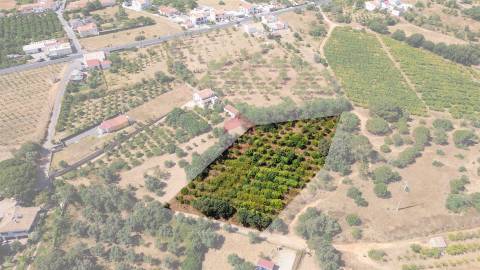 Terreno Rústico  Venda em Albufeira e Olhos de Água,Albufeira