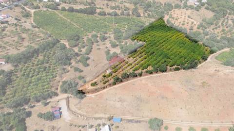 Terreno Rústico  Venda em Albufeira e Olhos de Água,Albufeira