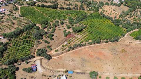 Terreno Rústico  Venda em Albufeira e Olhos de Água,Albufeira