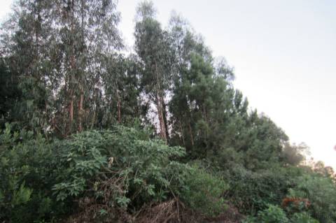 Lote Industrial  Venda em Santa Maria da Feira, Travanca, Sanfins e Espargo,Santa Maria da Feira