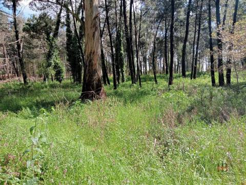 Terreno Misto  Venda em Fornos,Santa Maria da Feira