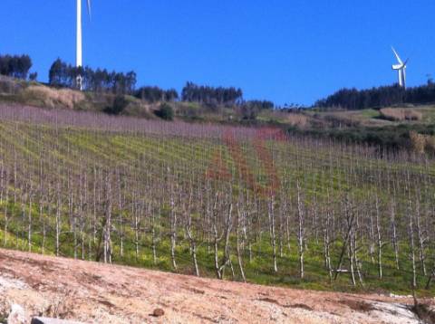 Quinta com 10 hectares em Alguber, Cadaval