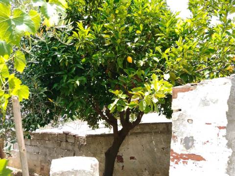 Moradia T3 Térrea para Restaurar em Santo Aleixo da Restauração – Moura
