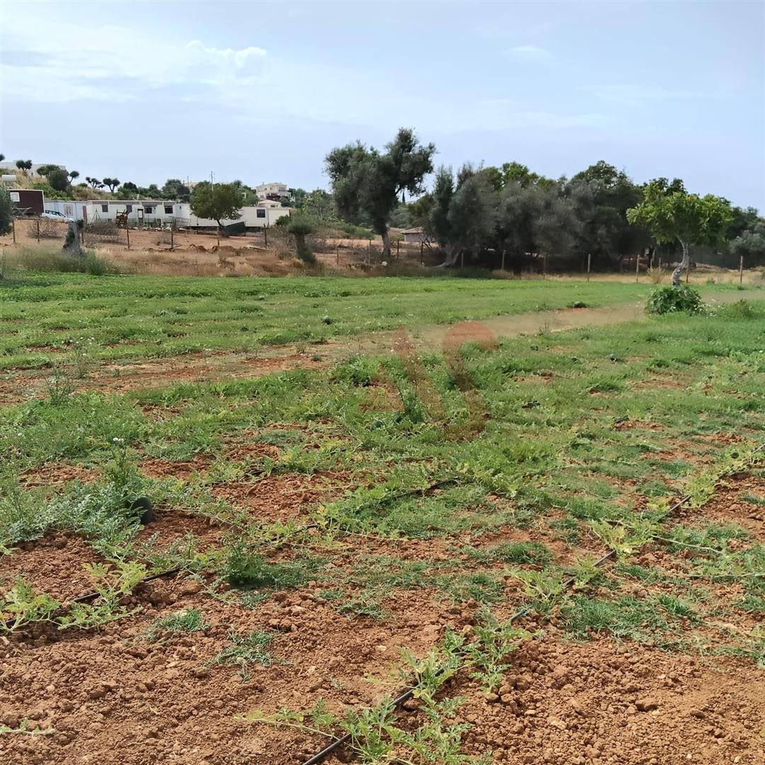 Terreno Rústico com 15.130 m² na Guia, Albufeira – Excelente Oportunidade de Investimento