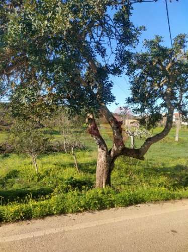 Terreno com uma área total de 24.070 m2 com 1 Bungalow T2 em Albufeira