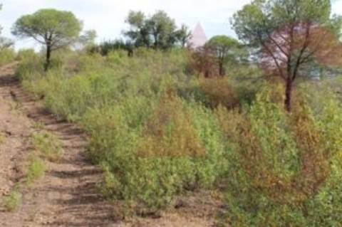 Herdade