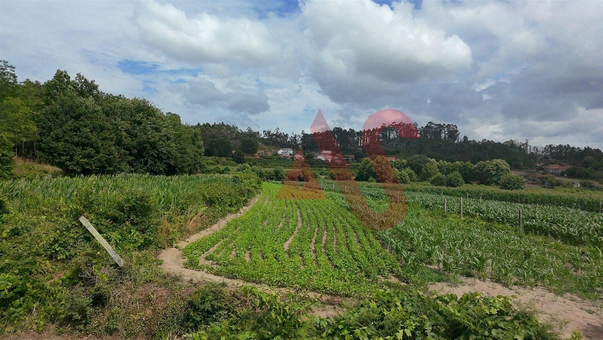 Terreno Agrícola com 2290m2 em Silvares, Lousada