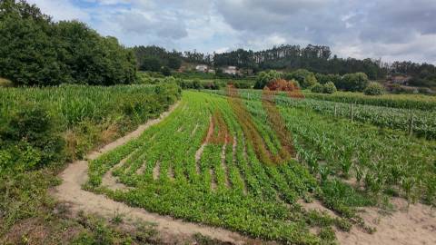 Terreno Agrícola com 2290m2 em Silvares, Lousada