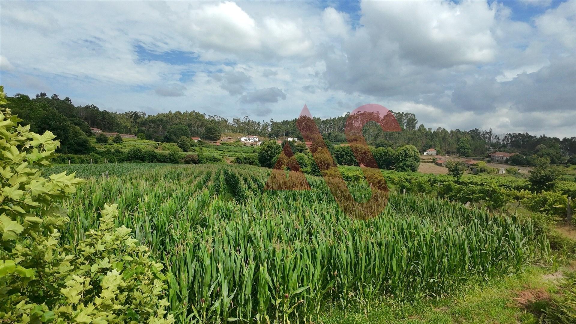 Terreno Agrícola com 2290m2 em Silvares, Lousada