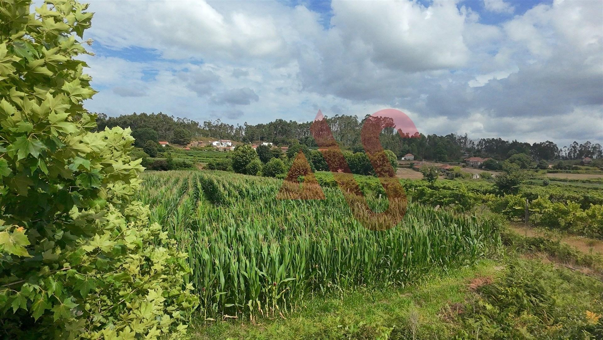 Terreno Agrícola com 2290m2 em Silvares, Lousada