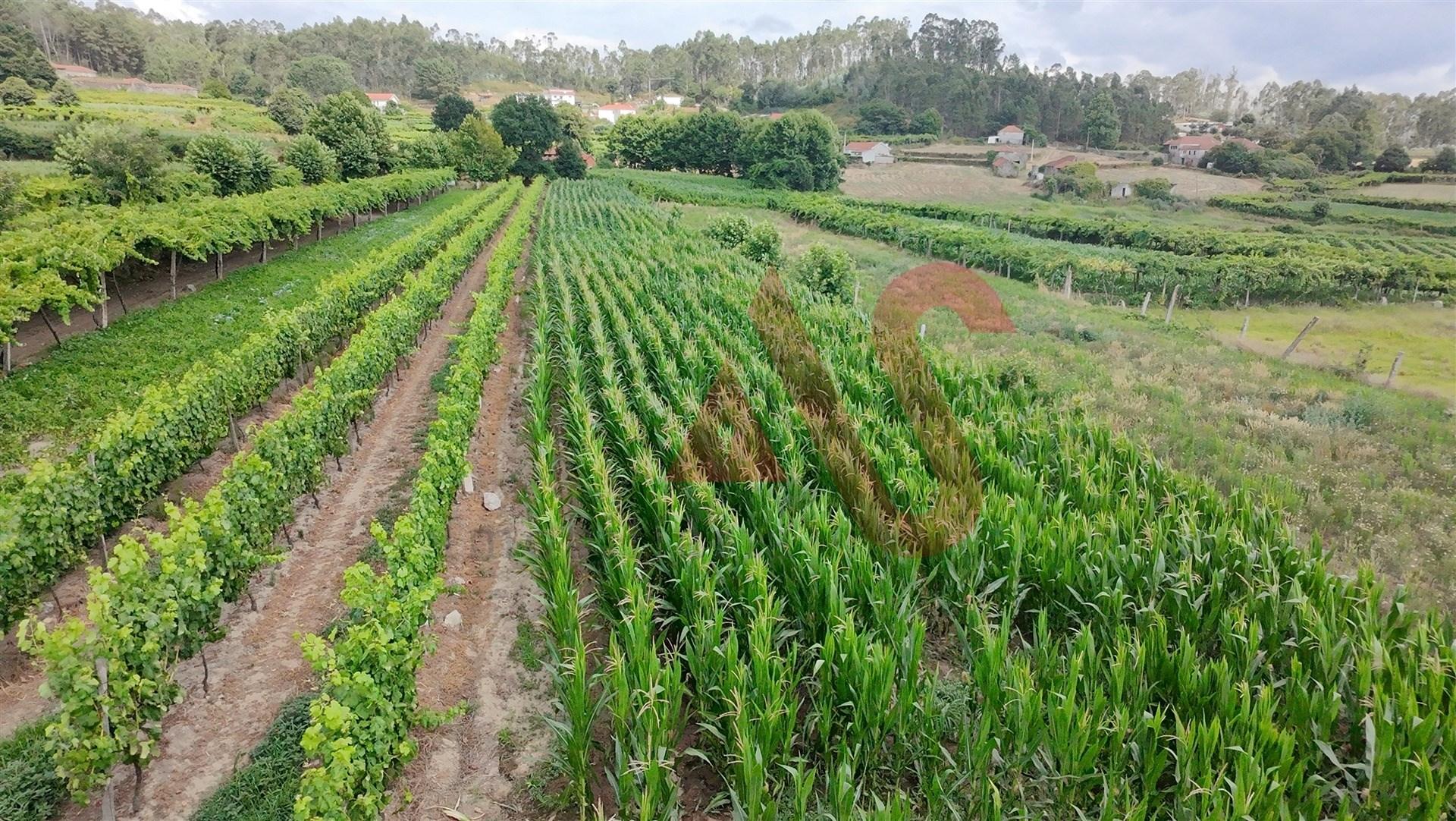 Terreno Agrícola com 2230m2 em Silvares, Lousada