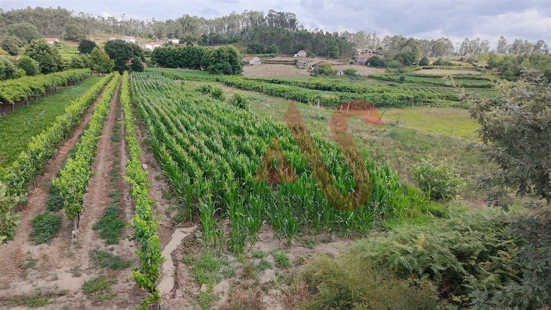 Terreno Agrícola com 2230m2 em Silvares, Lousada