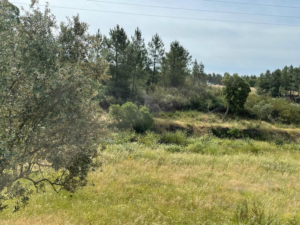 Quinta com 4920m2 nos Maxiais - Castelo Branco