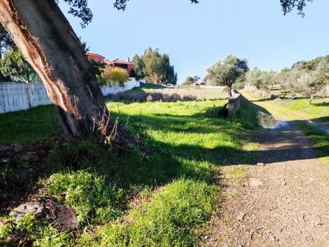 Terreno Para Construção  Venda em Benquerenças,Castelo Branco