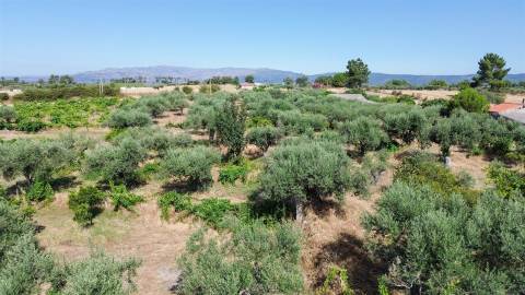 Quinta com 1,77Ha na Orca - Fundão