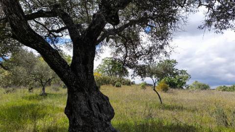 Quinta Feijoeira - 9.8ha - Quintas da Torre - Fundão - Portugal