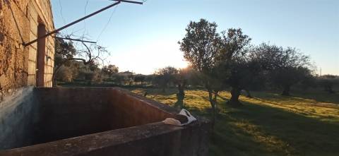 Quintinha em Aranhas