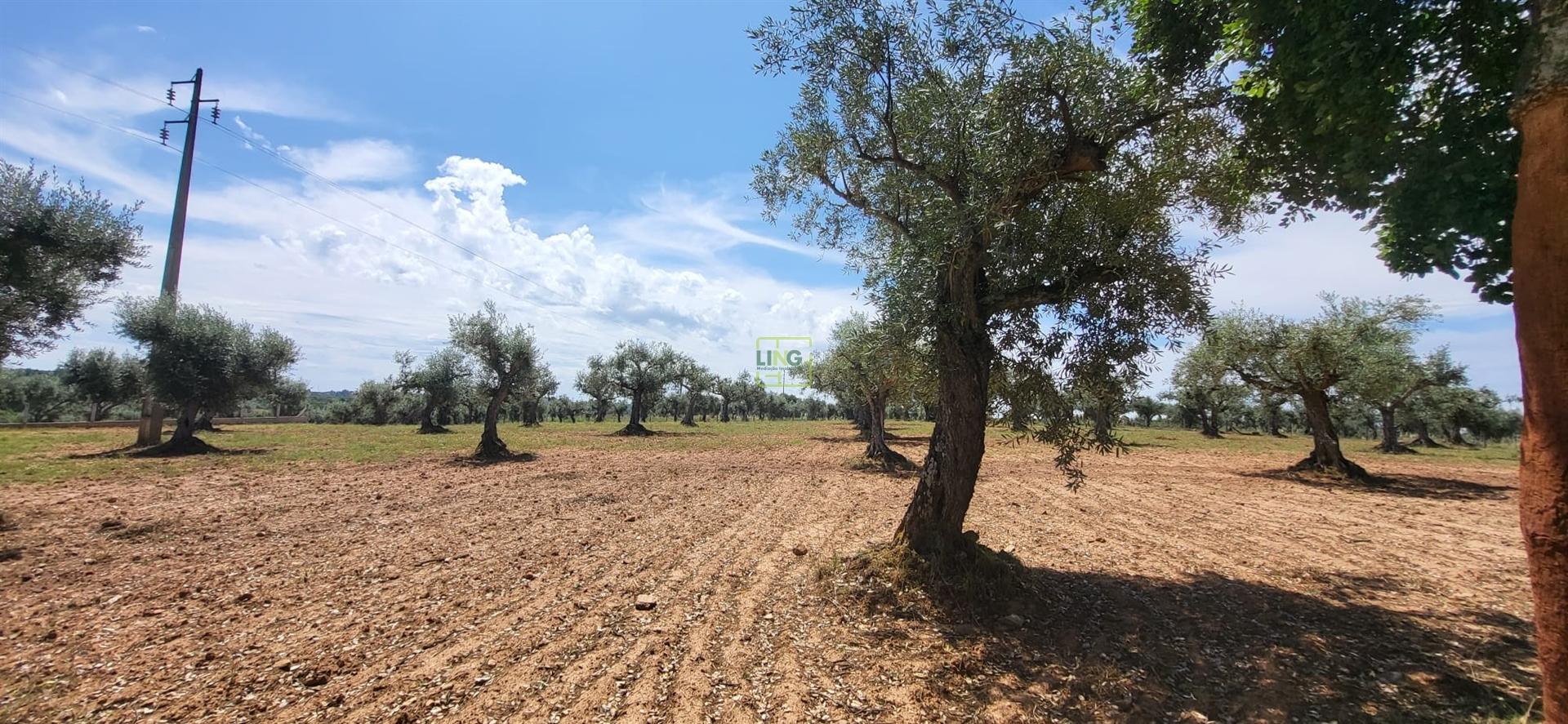 Terreno Rústico - 1.34 ha - Viabilidade de Construção - Freixial e Juncal do Campo