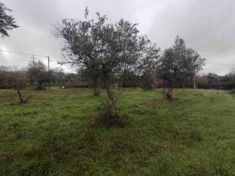 Terreno Rústico em Aldeia do Bispo