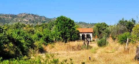Quinta - 6140m2 - Louriçal do Campo