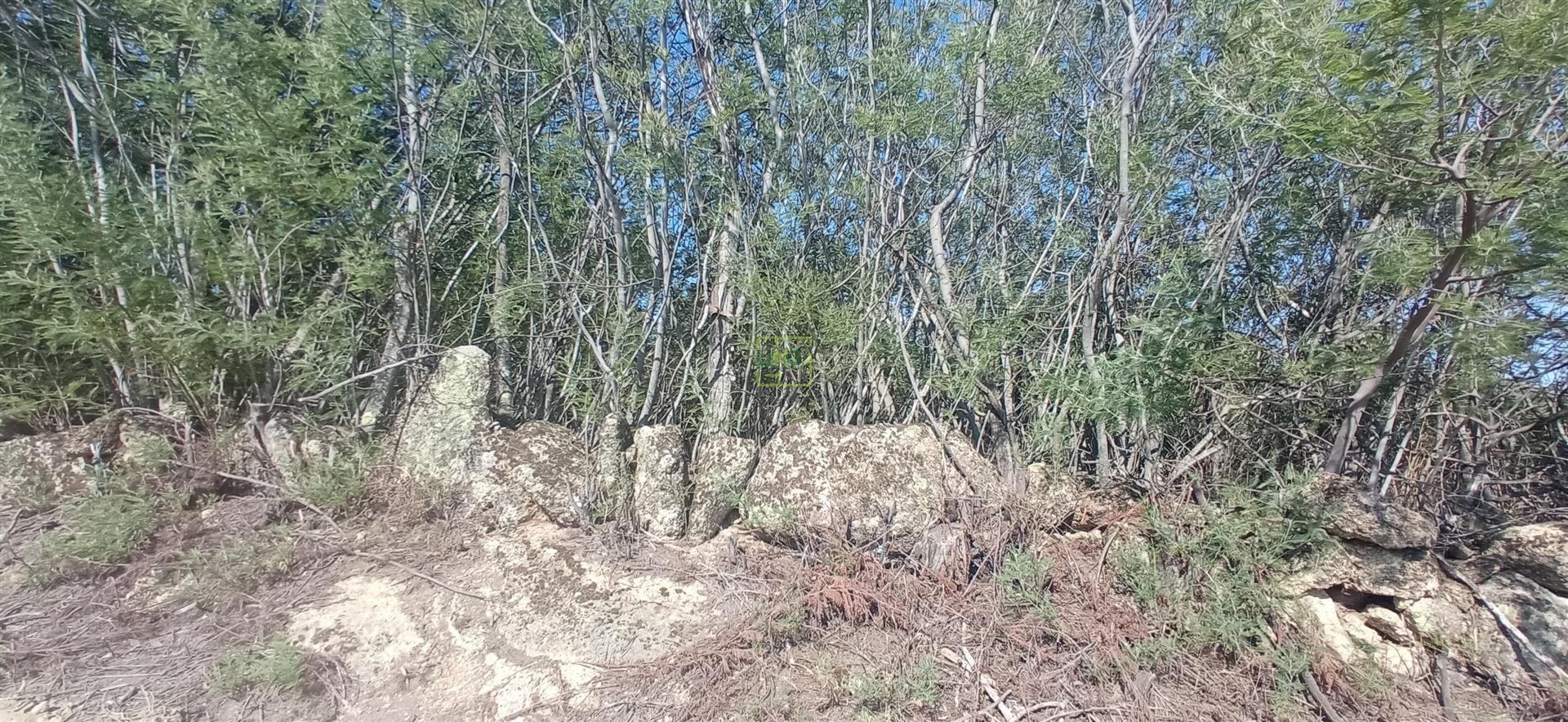 Terreno rústico em Aranhas Penamacor
