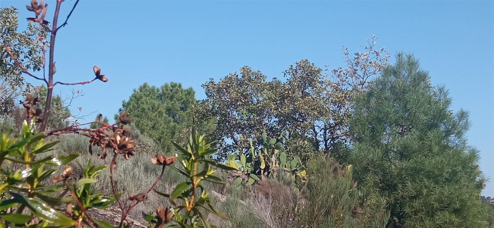 Terreno rústico em Aranhas Penamacor