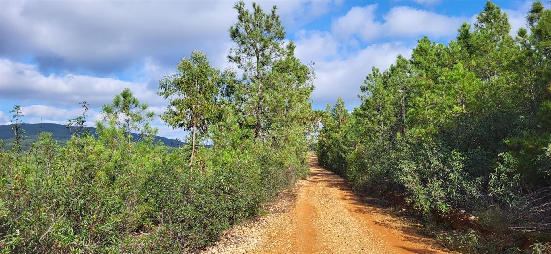 Terreno Rústico - 1750m2 - Florestal - Toulões - Idanha-a-Nova