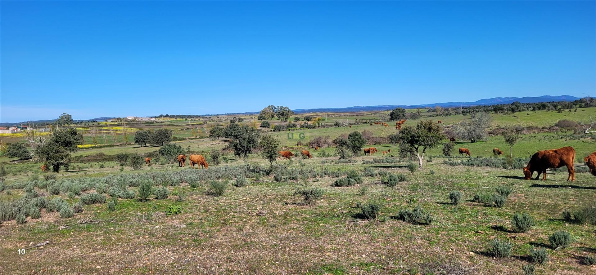 Herdade 125 ha - Idanha-a-Nova