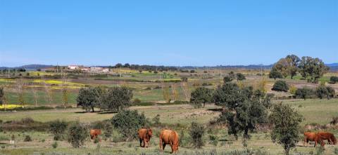 Herdade 125 ha - Idanha-a-Nova
