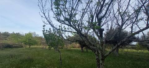 Terreno rústico em Pedrógão de S. Pedro