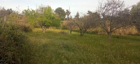 Terreno rústico em Pedrógão de S. Pedro