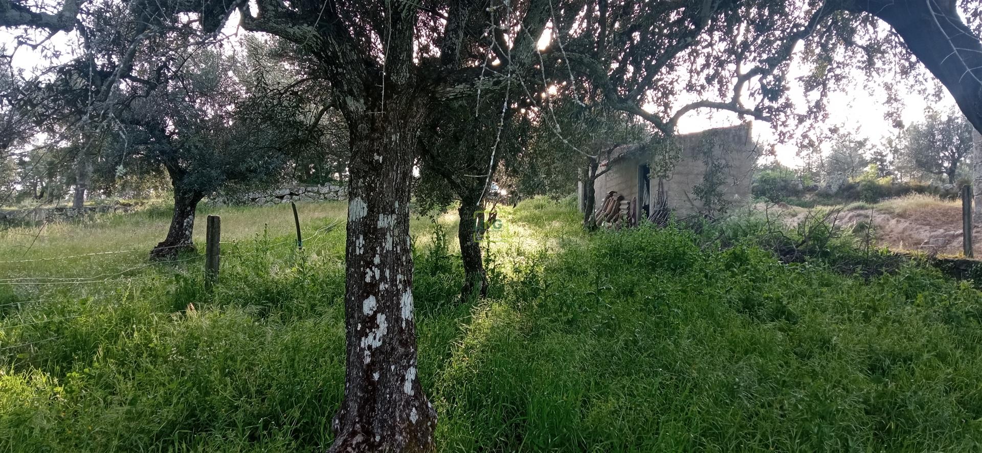 Terreno rústico em Pedrógão de S. Pedro