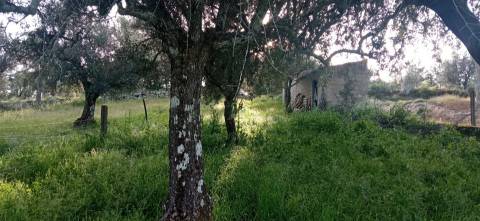 Terreno rústico em Pedrógão de S. Pedro