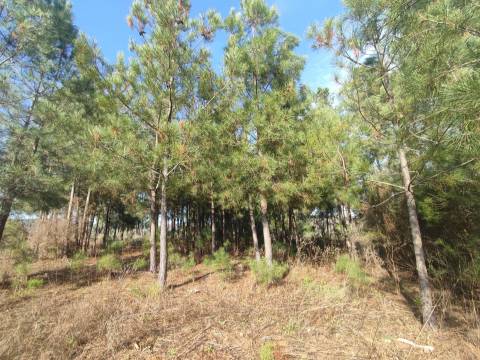 Terreno Rústico em Casteleiro