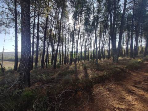 Terreno Rústico em Casteleiro