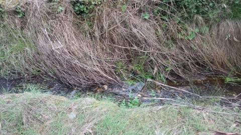 Terreno Rústico  Venda em Cebolais de Cima e Retaxo,Castelo Branco
