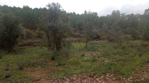 Terreno Rústico  Venda em Cebolais de Cima e Retaxo,Castelo Branco
