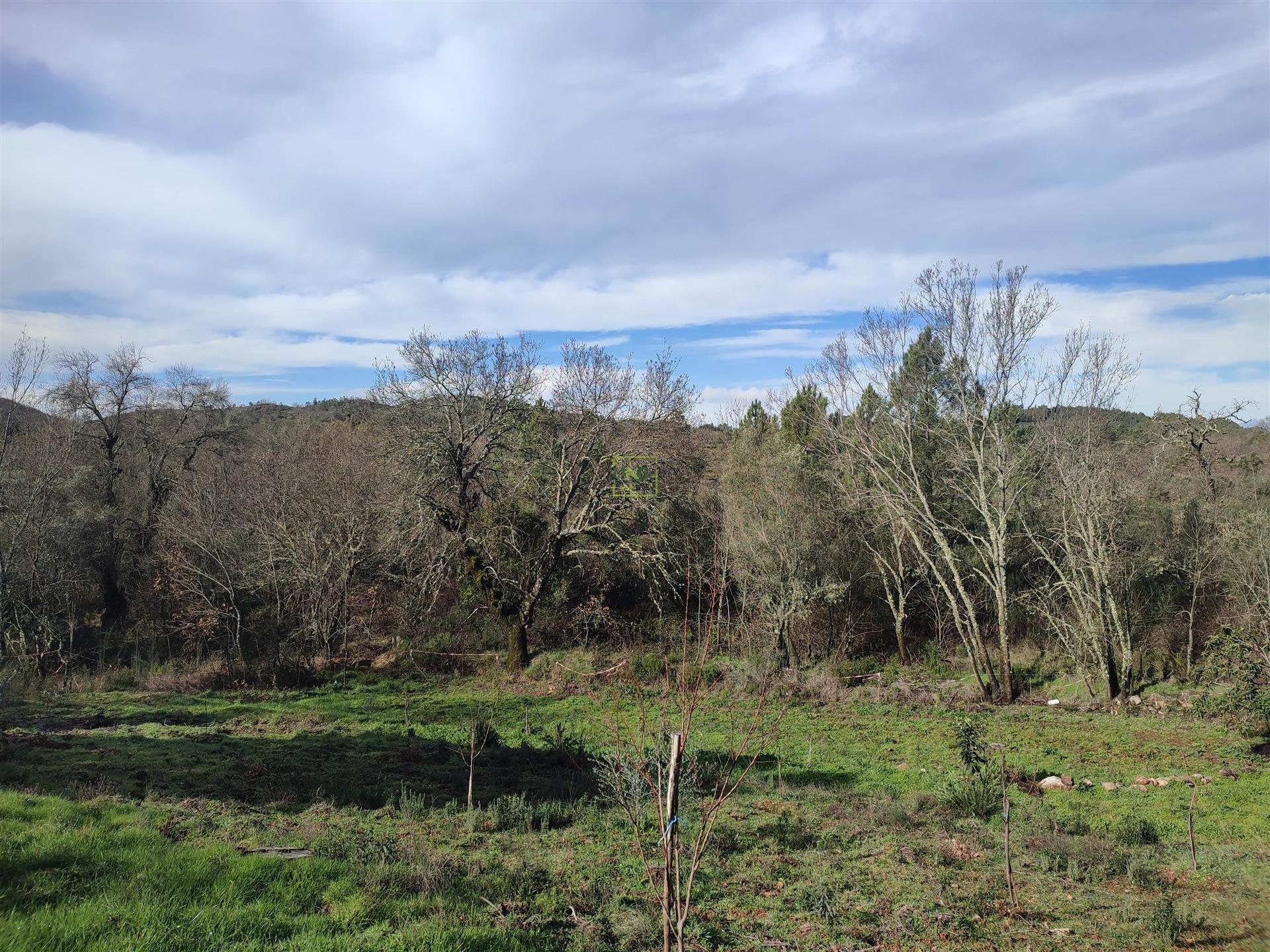 Terreno para horta em Monsanto
