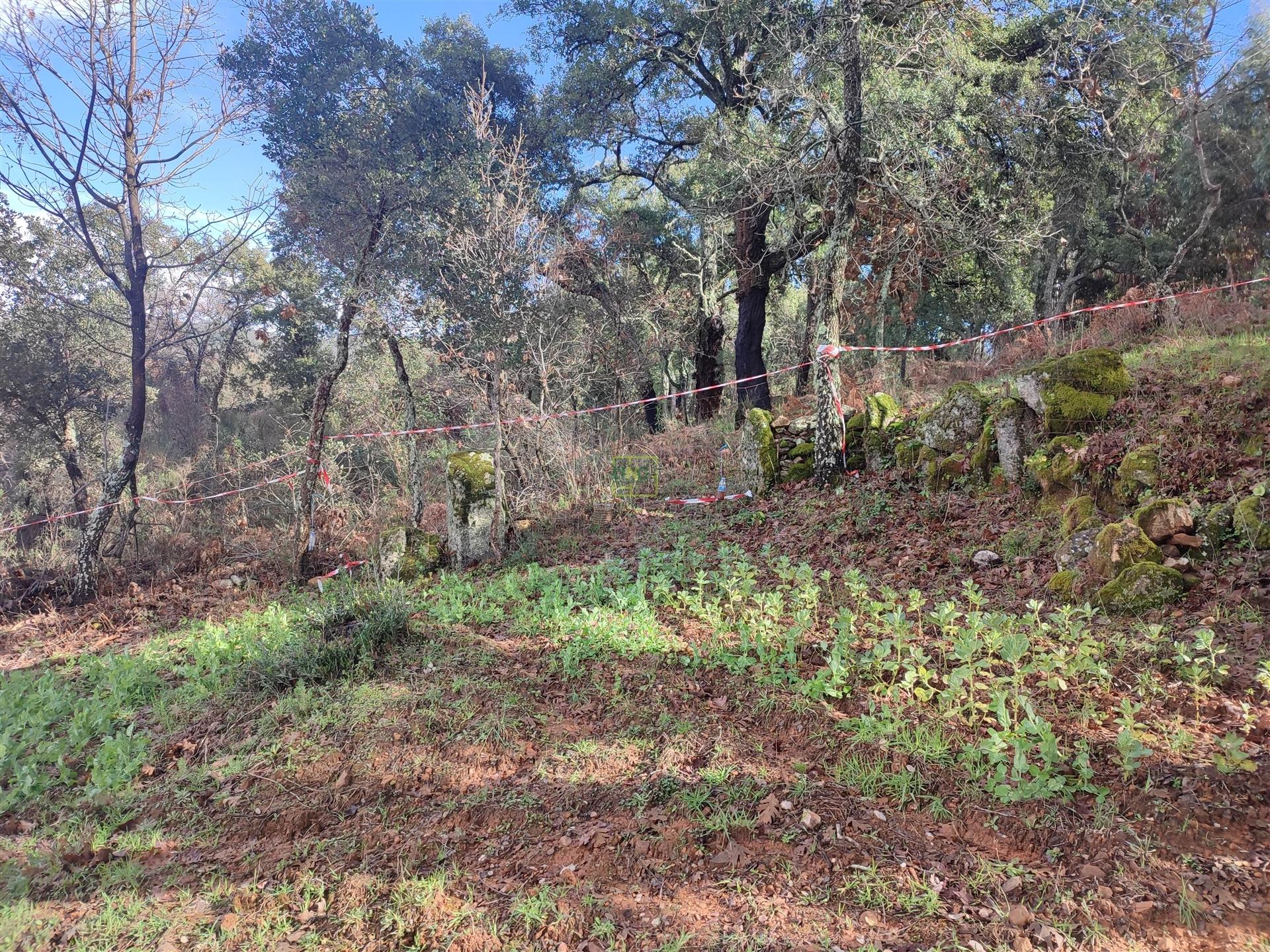 Terreno para horta em Monsanto