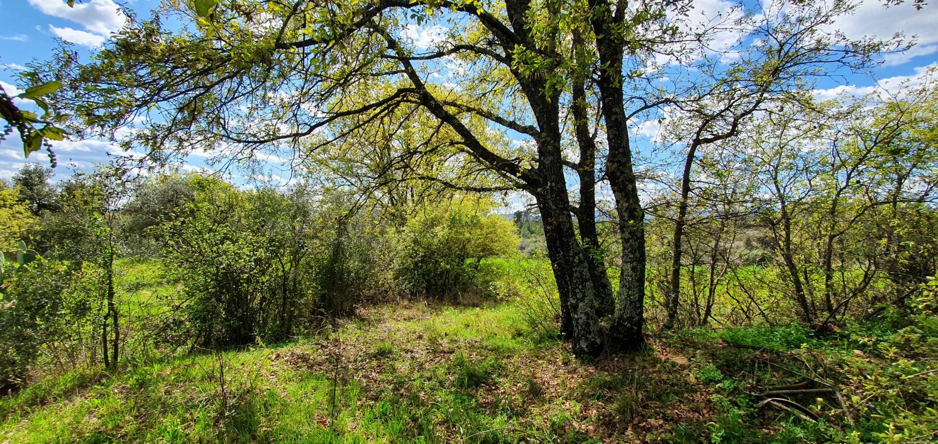 Terreno para venda, na freguesia de Sarzedas, Castelo Branco