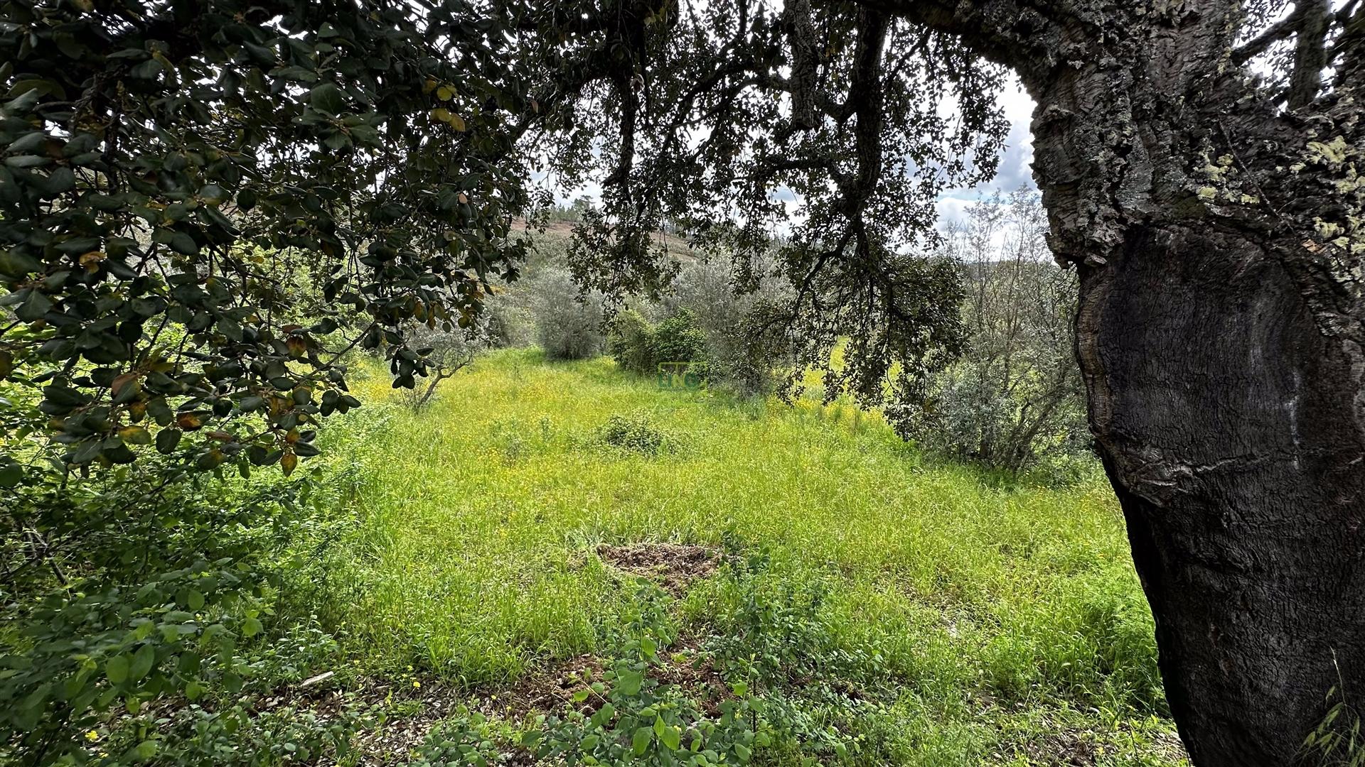 Terreno na freguesia de Santo André das Tojeiras - Castelo Branco