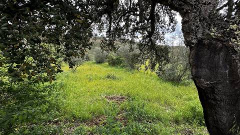 Terreno na freguesia de Santo André das Tojeiras - Castelo Branco