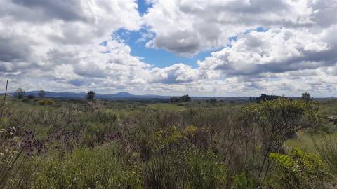 Quinta com 29,04Ha em Mata da Rainha, Fundão - Portugal
